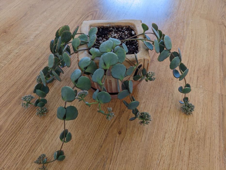 Продам різні сукуленти