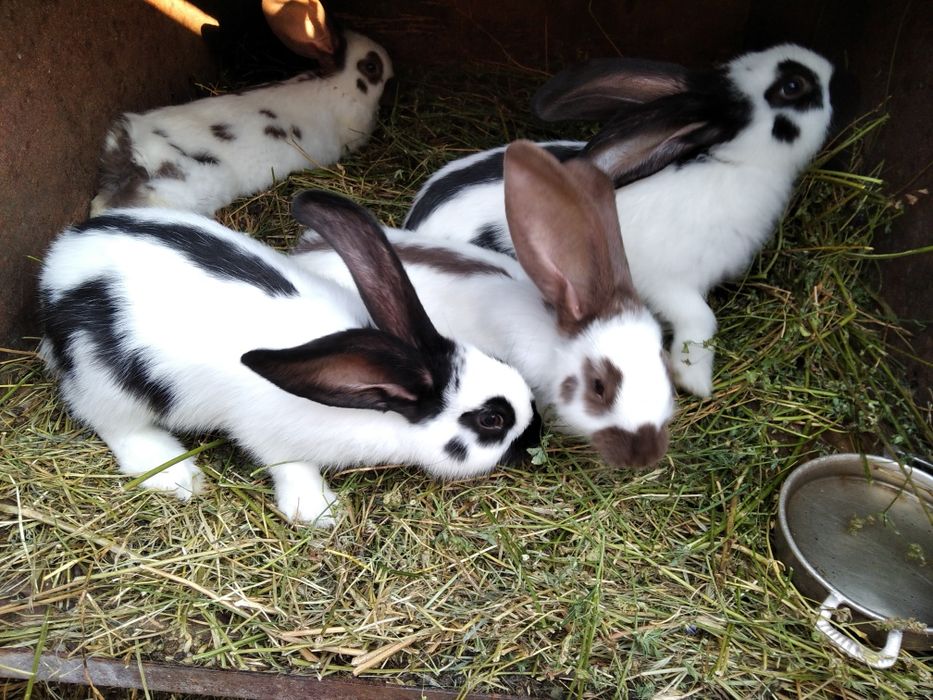 Продам кроликов немецкий пёстрый великан