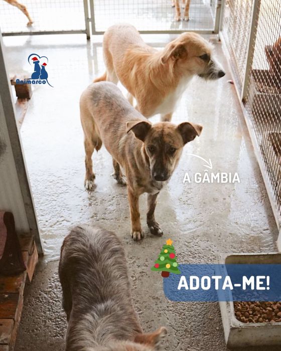 Gambia - cadela jovem de porte medio