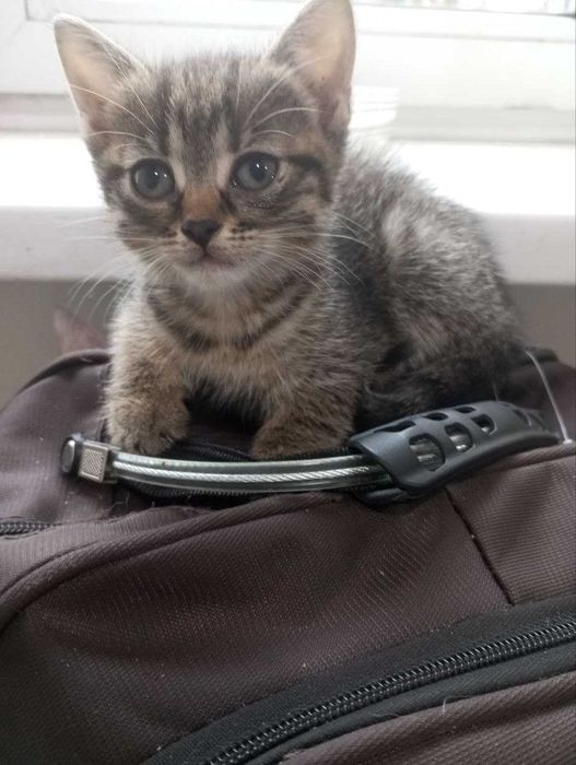 Віддам в добрі руки 3 кошенята