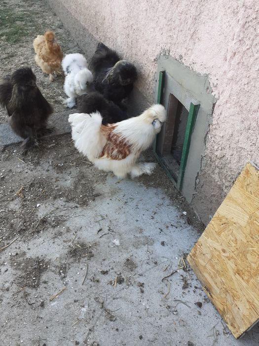 Sprzedam Kury silki 150zl