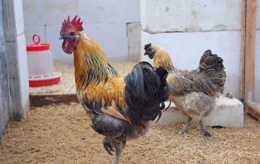 Лакеданзи яйца инкубационные