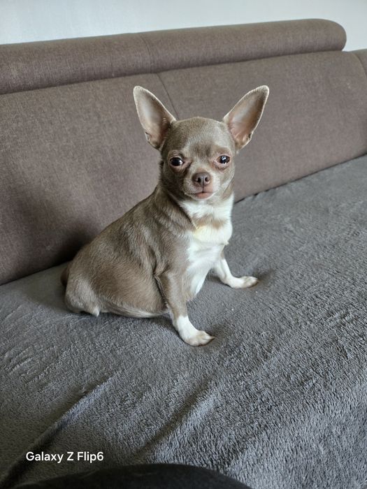 Chihuahua śliczny niebieski piesek