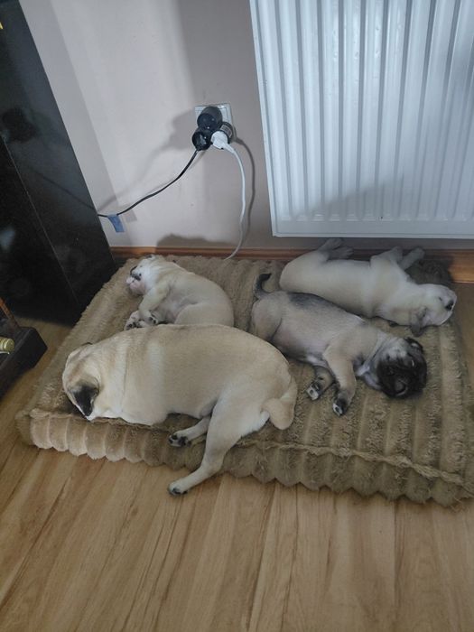 Śliczne Mopsy na sprzedaż