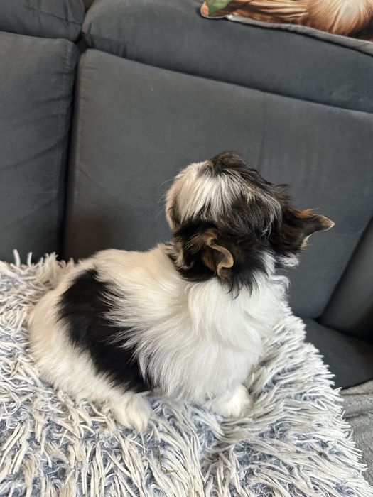 Biewer Yorkshire Terrier