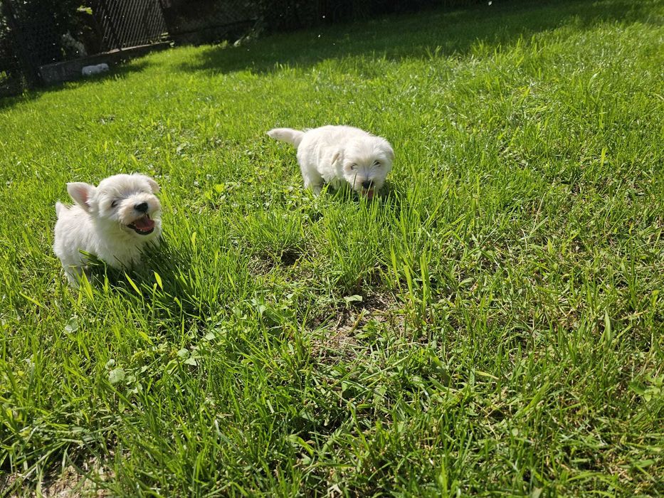 Szczenię (suczka) West Highland White Terier (Westie)