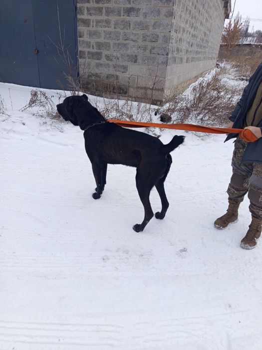 Отдам бесплатно САО