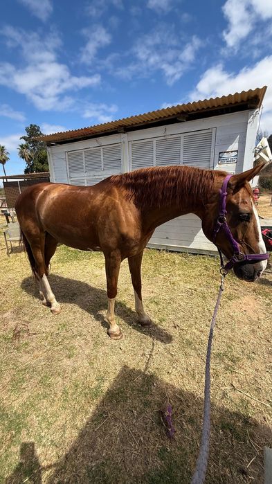 Vende-se cavalo KWPN