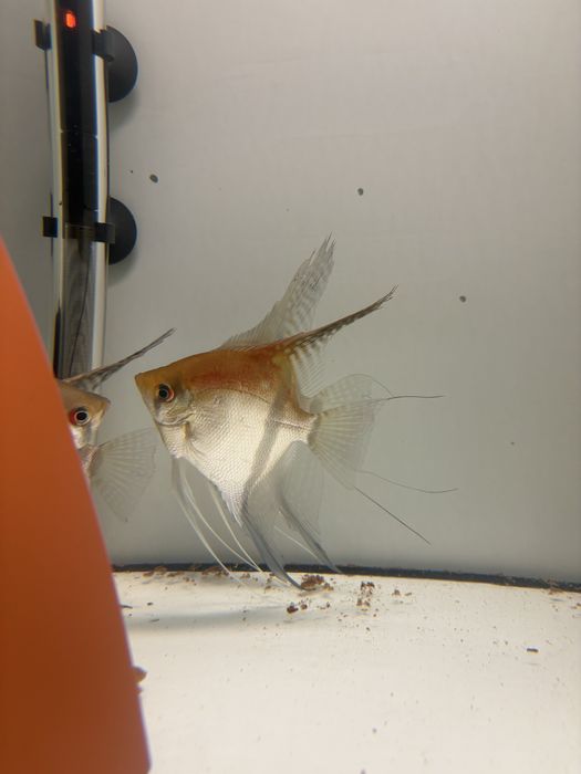 Skalary manacapuru po rodzicach od Simona