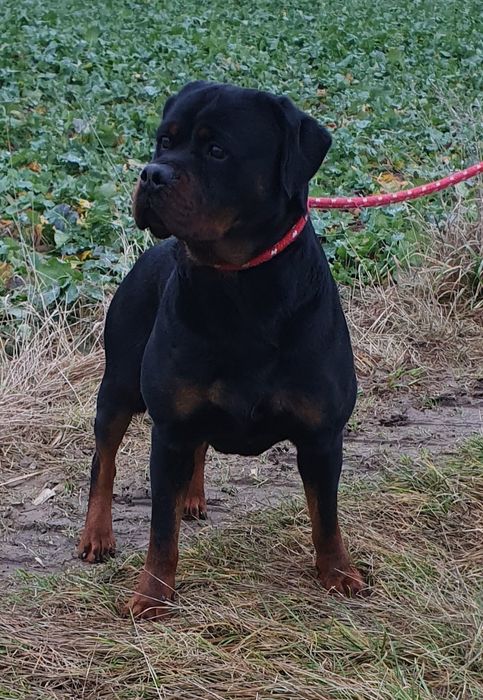 Piesek Rottweiler!