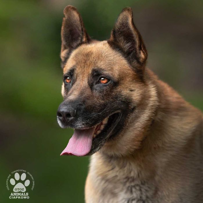 Byczek szuka doświadczonego domu! OTOZ Animals Ciapkowo