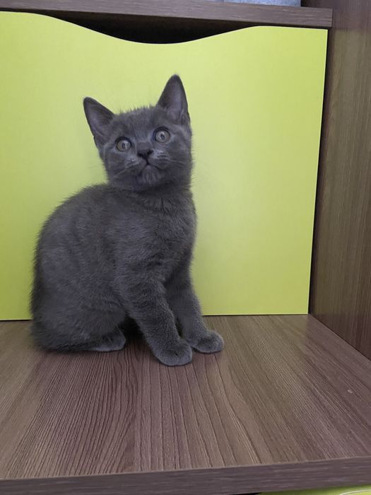 Британські кошенята