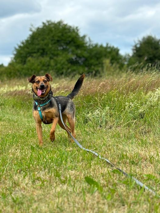 Młoda Donna poleca się do adopcji!!