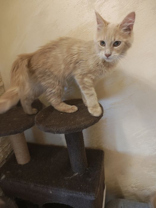 Maine coon kotka