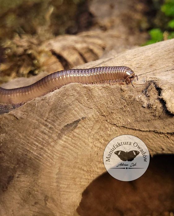 Telodeinopus aoutii - krocionóg kenijski, Krocionogi Wije