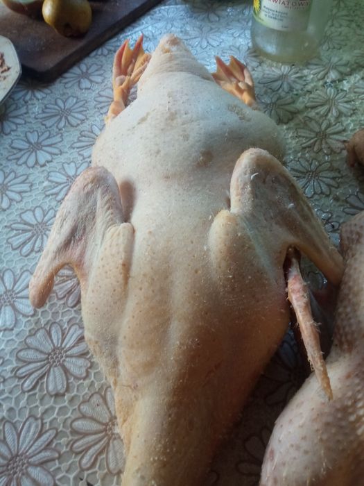 Młode kaczuszki i gęsi