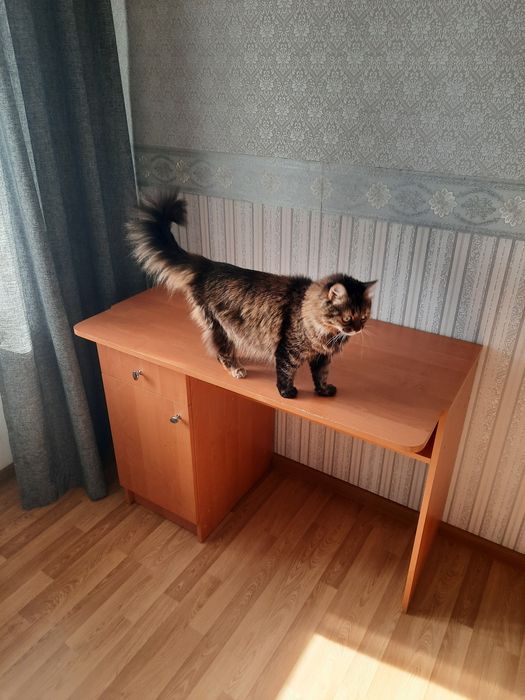 СТІЛ  учнівський, поличка підвісна
