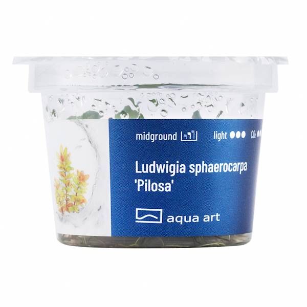 Ludwigia Sphaerocarpa Pilosa invitro MASSON