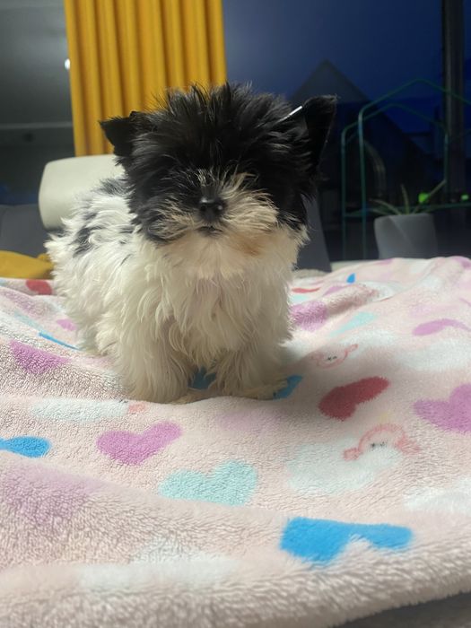 York biewer sunia mini