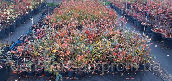 Саджанці Лохини різних сортів