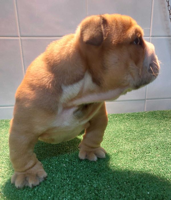 Bulldog inglês Macho