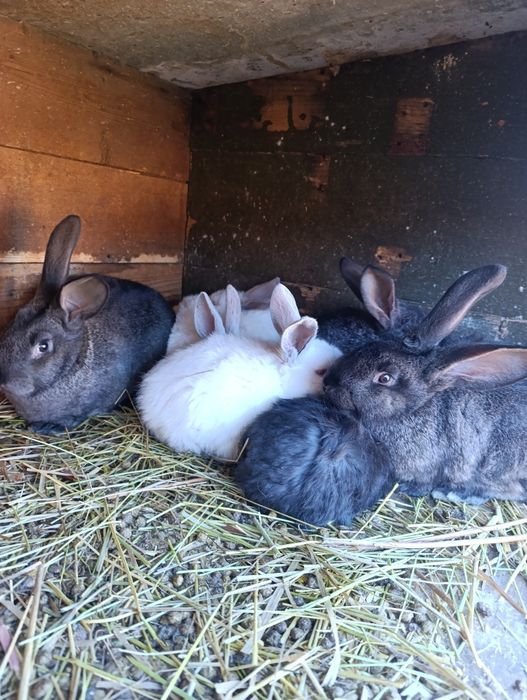 Продам кроликов молодняк