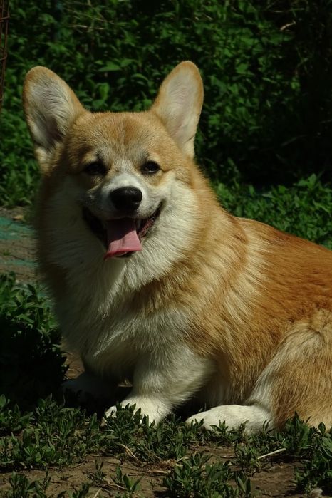 Шикарні коргі 6 міс.