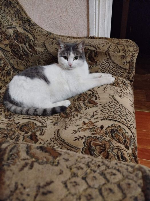 Віддам кішечку в добрі руки