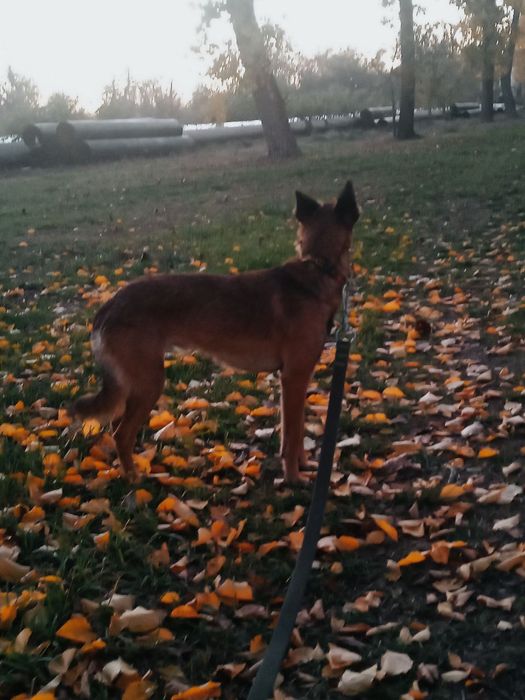 Отдам двоих собачек