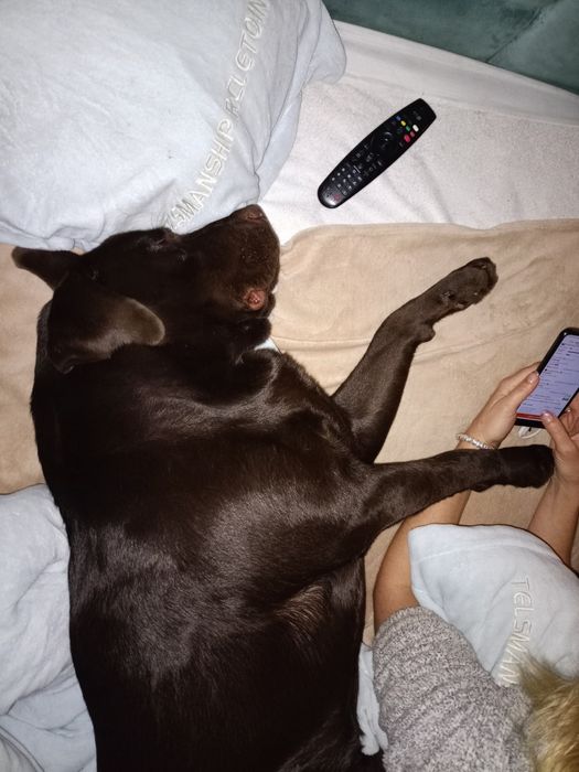 Лабрадор в'язка.