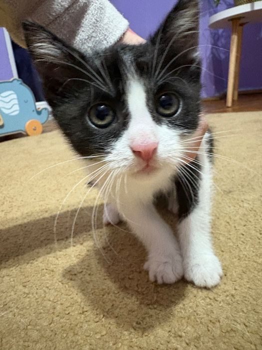 Malutka kotka do oddania