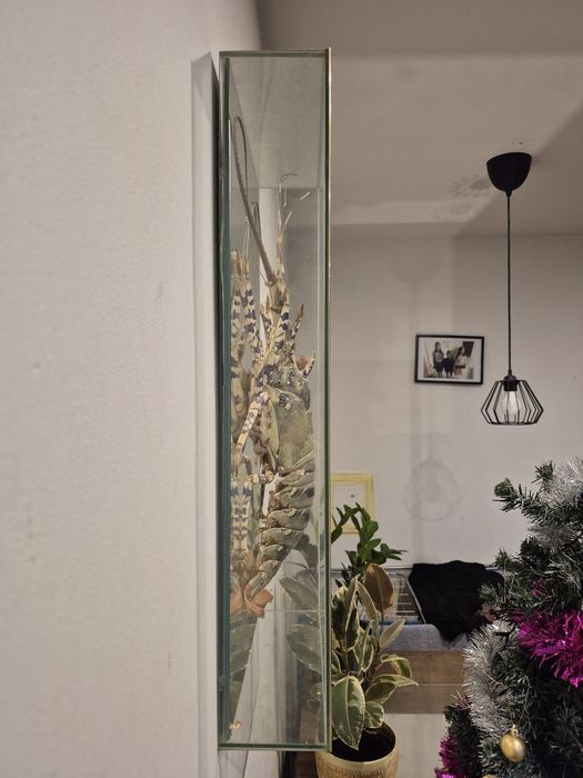 Langusta preparowana w gablocie – Duży Okaz