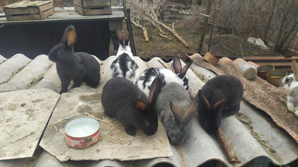 Кролики, крольчата 2 мес