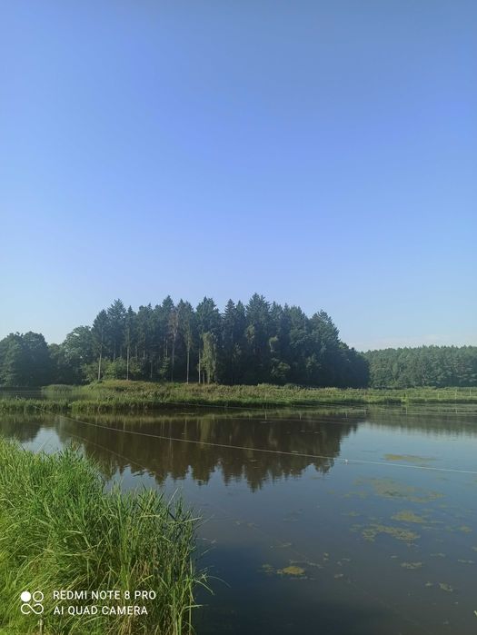 Sprzedam stawy hodowlane karpiowe