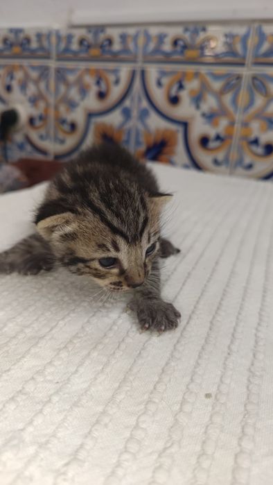 Gatinhos bebés para adoção