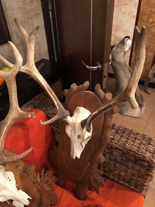 Рога оленя на медальйоні