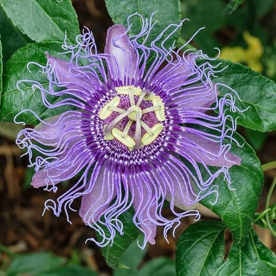 mrozoodporna Męczennica cielista (Passiflora incarnata) do -23 C