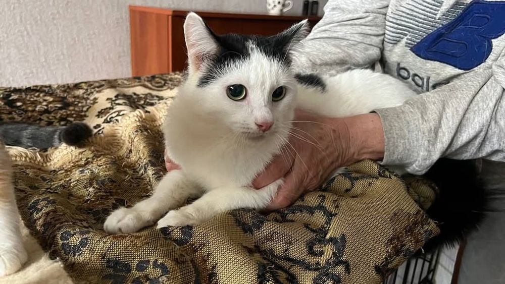 Отдам_ котята_ кошки_ зайчик