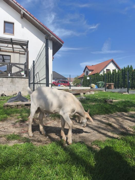 Sprzedam koziołka