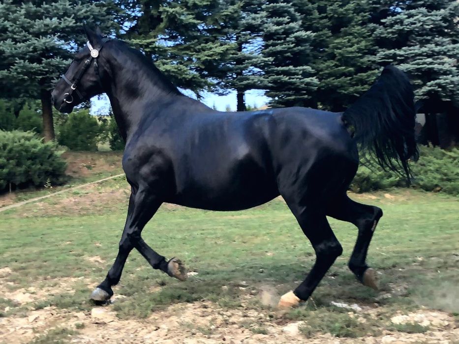 Sprzedam parę klaczy śląskich