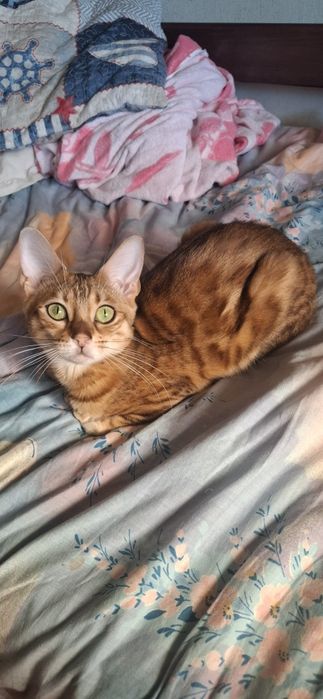 Бенгальская кошка