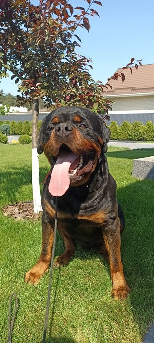 Кінолог Дресирування Виховання собак