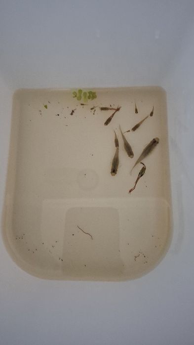 9,00€ 13 Guppys machoe fêmeas e filhotes