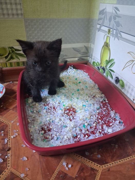 Віддам в добрі руки кошенят