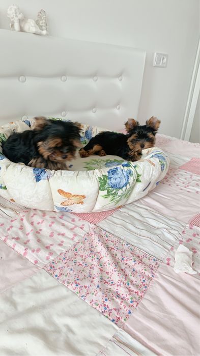 Щенки йорки мальчуган