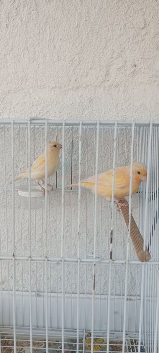 Casal de canários