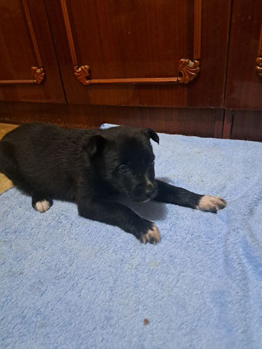 Спасите щенков девочек