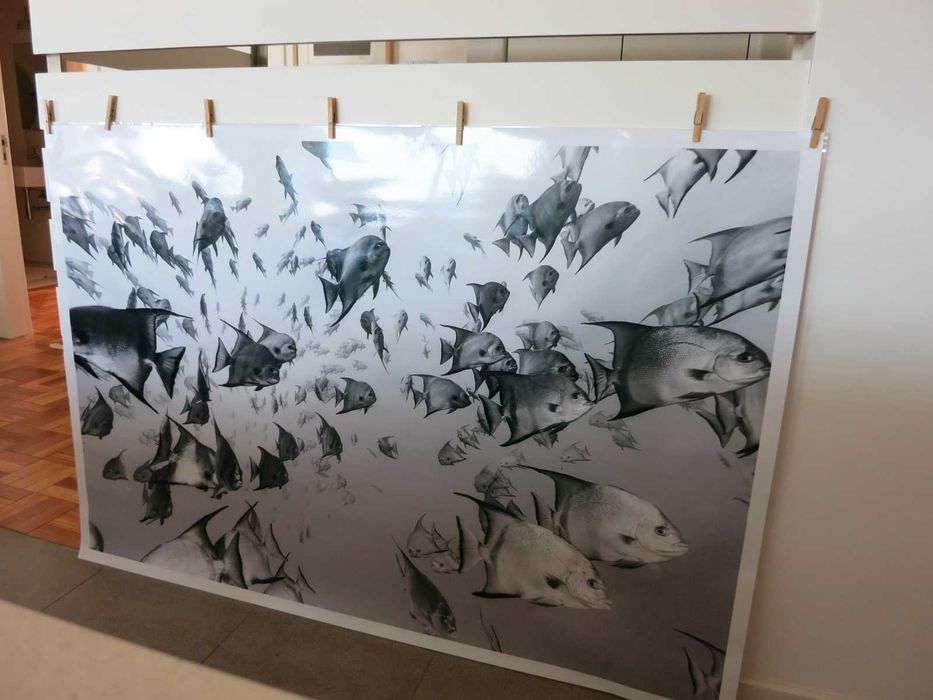 Fotografia - Atlantic Spadefish Schooling