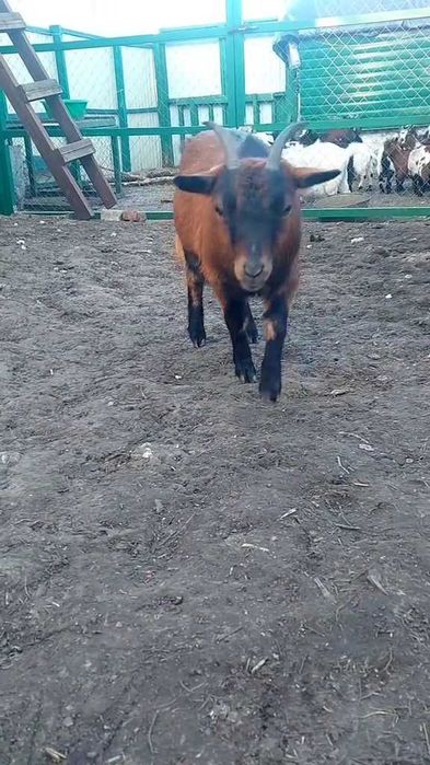 Камерунська коза доросла