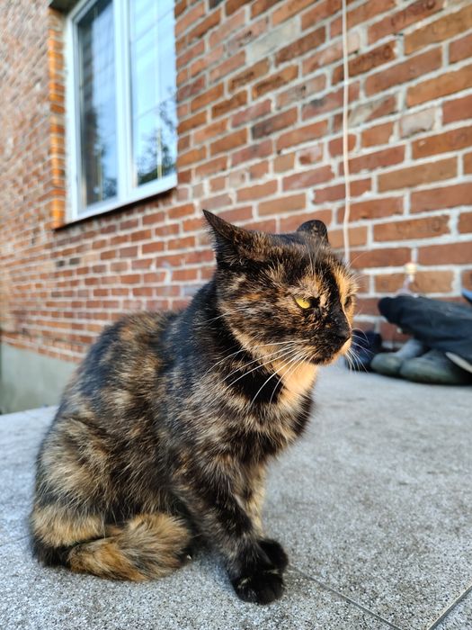 DKotka dorosła szuka domu